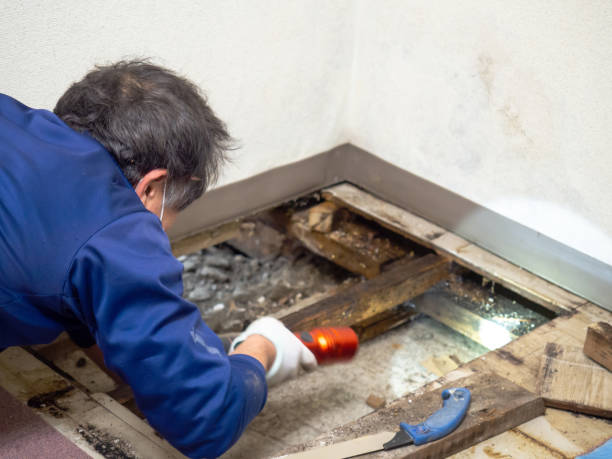 Best Mold Removal and Inspection  in , IA