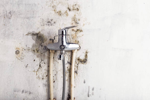 Best Commercial Mold Removal  in , IA