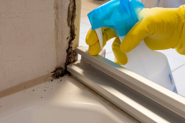 Best Residential Mold Removal  in , IA