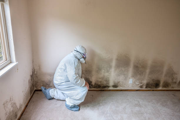 Best Attic Mold Removal  in , IA